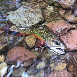 Brook Trout Caught in Pennsylvania